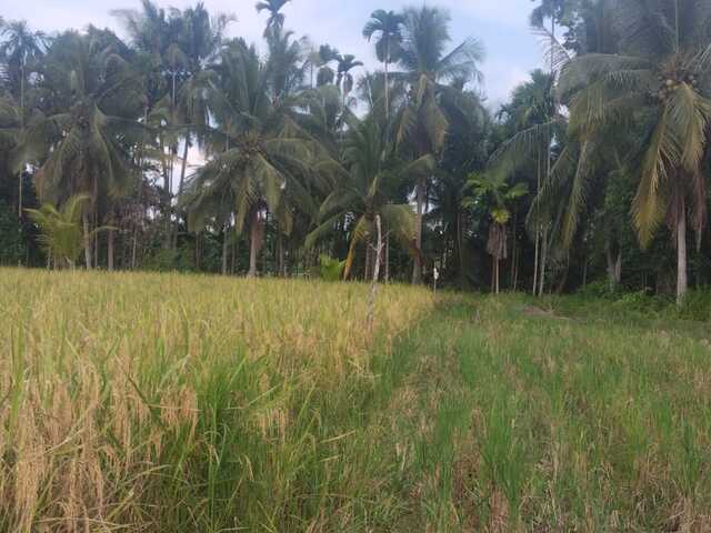 Jasa Geolistrik, Geofisika, ADMT, ERT & VES Kota Pekanbaru, Riau